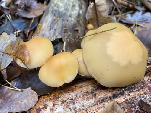 Agaricineae