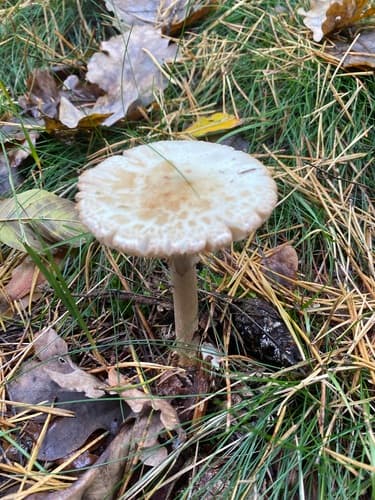 Muchomor cytrynowy