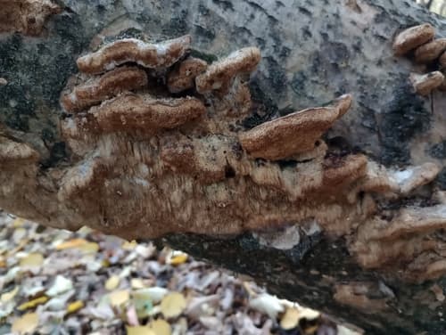 Coriolopsis