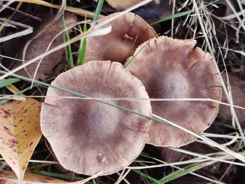 Cortinarius ohlone