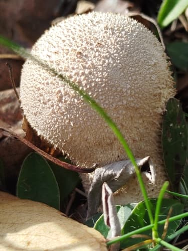 Purchaweczka spłaszczona