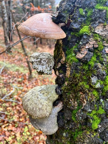 Białoporek brzozowy