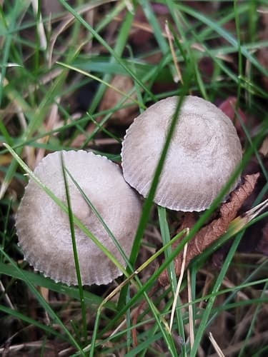 grzybówka chlorowonna