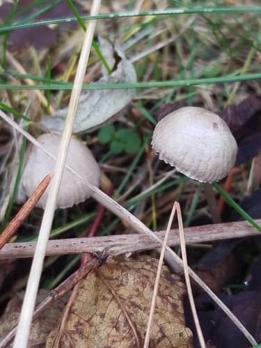 grzybówka rurkowatotrzonowa
