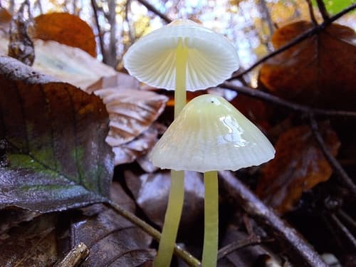 Grzybówka cytrynowa