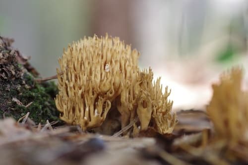 Phaeoclavulina