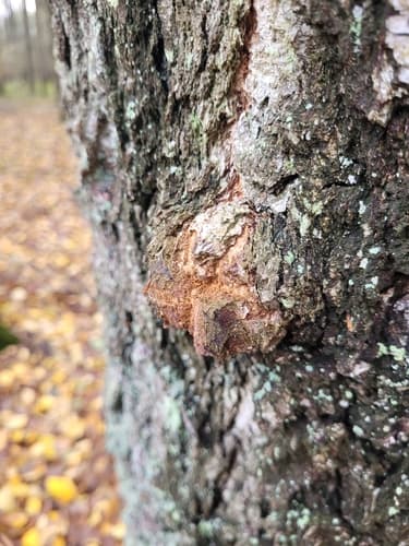 Rdzawoporka drobnopora