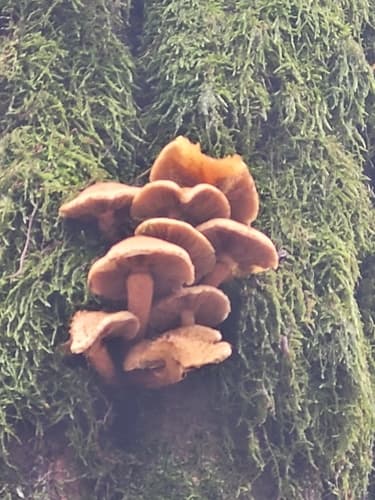 Łuskwiak