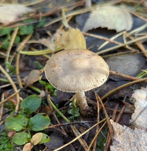 Inocybe