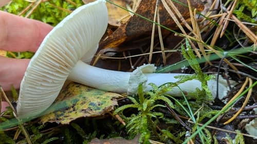 Muchomor cytrynowy