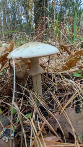 Muchomor cytrynowy