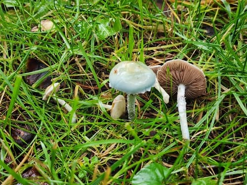 Stropharia pseudocyanea