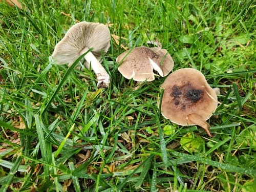 Ciemnobiałka