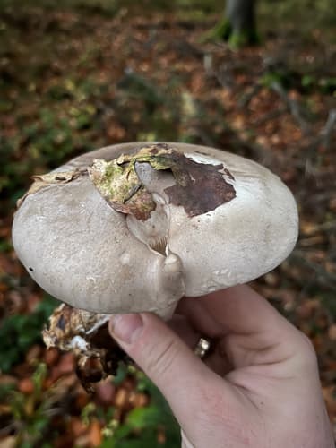 Lejkówka szarawa