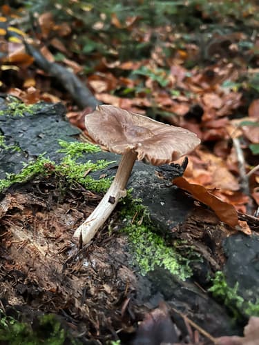 Pluteus