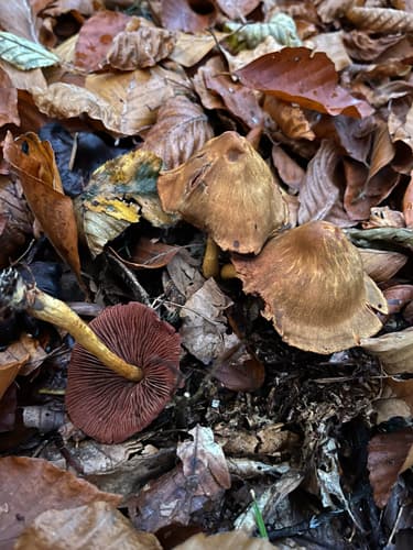 Dermocybe