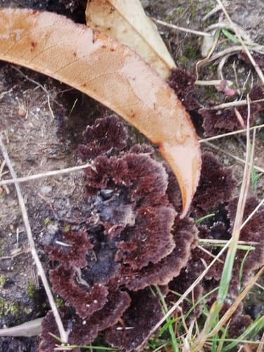 Chropiatka pospolita