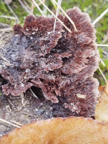 Chropiatka pospolita