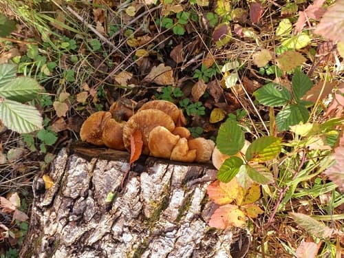 Hemipholiota
