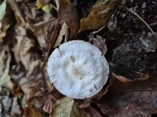 Monetnica szarobrązowa