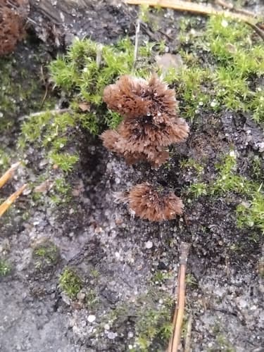 Chropiatka pospolita
