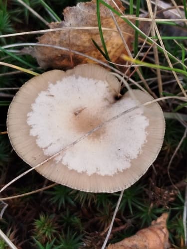Lejkówka jadowita