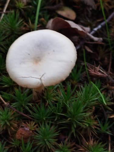 Lejkówka dusząca