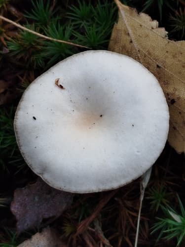 Lejkówka biaława