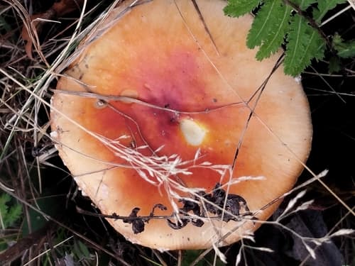 Muchomor czerwony