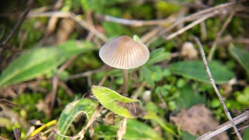 Grzybówka oliwkowoostrzowa