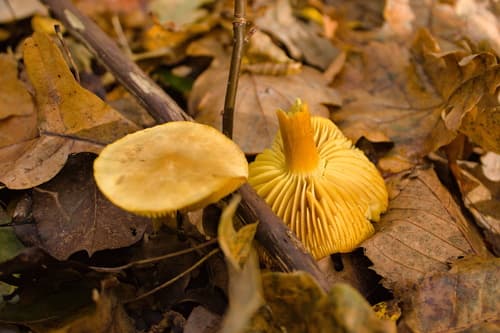 Gąska siarkowa