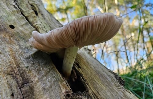 Drobnołuszczak jeleni