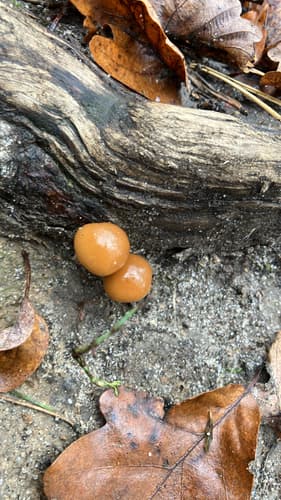 Agaricineae