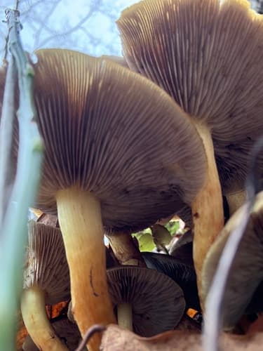 Maślanka wiązkowa