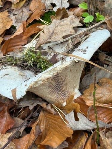 białokrowiak okazały