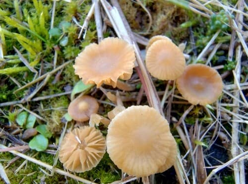 Galerina graminea