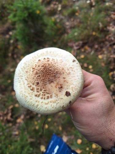 Muchomor cytrynowy