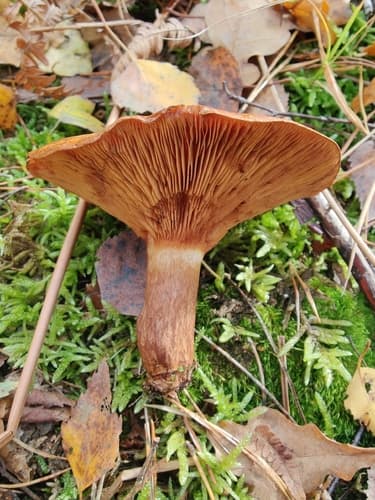 Krowiak podwinięty