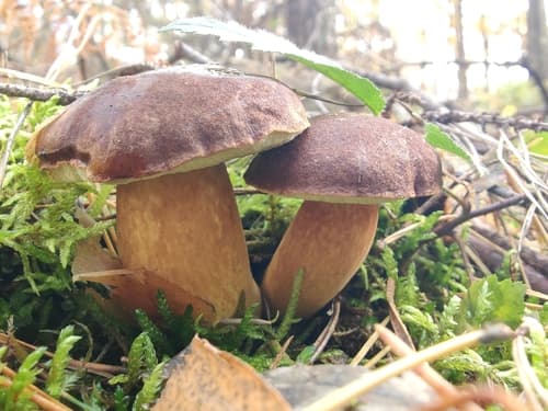 Podgrzybek brunatny