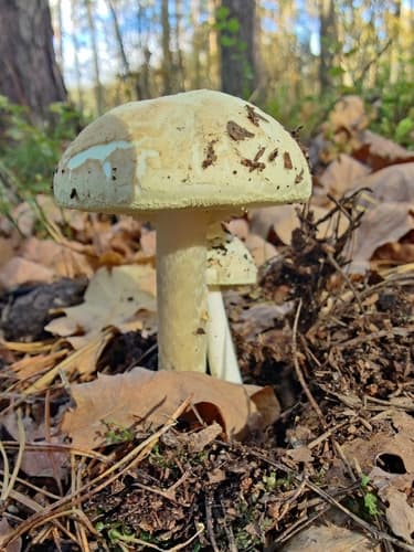 Muchomor cytrynowy
