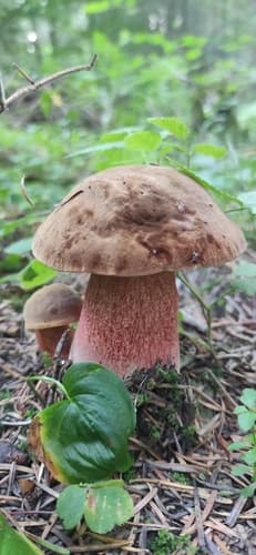 krasnoborowik ceglastopory