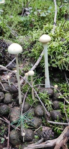 Protostropharia dorsipora