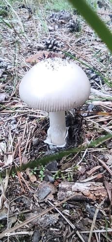 Amanita mairei