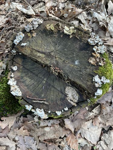 Pieczarniaki