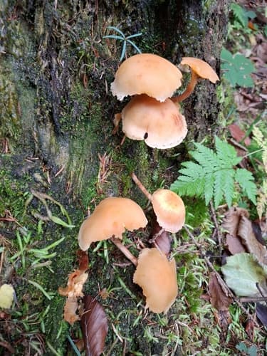 Agaricineae