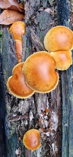 Crepidotus nephrodes