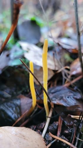 Clavulinopsis helvola