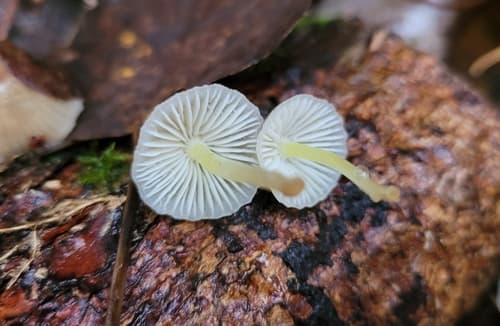 Grzybówka cytrynowa