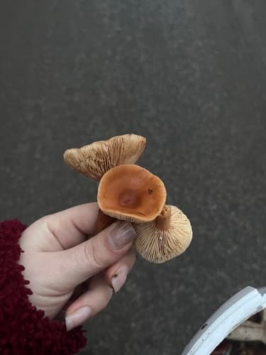 Mleczaj