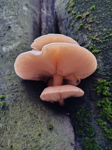 Hypsizygus